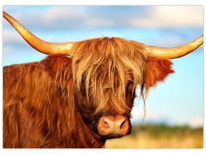 Obraz -Szkocka krowa (70x50 cm)