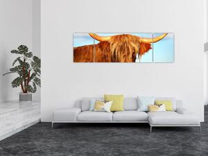 Obraz -Szkocka krowa (170x50 cm)