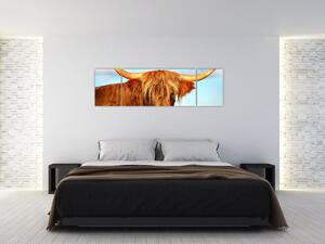Obraz -Szkocka krowa (170x50 cm)