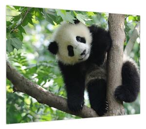 Obraz - Panda na drzewie (70x50 cm)