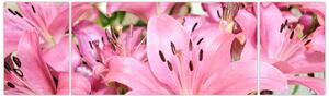Obraz - Różowe lilie (170x50 cm)