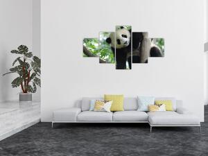 Obraz - Panda na drzewie (125x70 cm)
