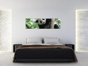 Obraz - Panda na drzewie (170x50 cm)