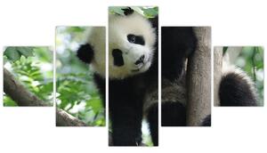 Obraz - Panda na drzewie (125x70 cm)