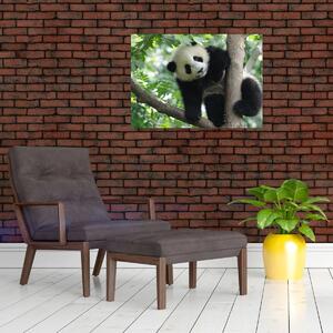 Obraz - Panda na drzewie (70x50 cm)