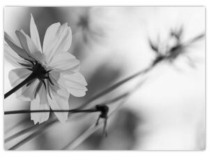 Obraz - Czarno - białe kwiaty (70x50 cm)