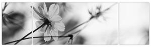 Obraz - Czarno - białe kwiaty (170x50 cm)