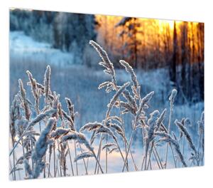 Obraz - Zimowa łąka (70x50 cm)