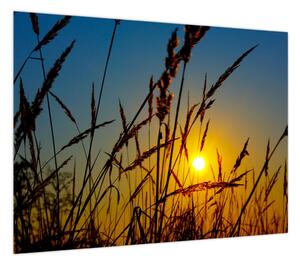 Obraz - Zachód słońca na łące (70x50 cm)