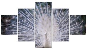Obraz - Biały paw (125x70 cm)