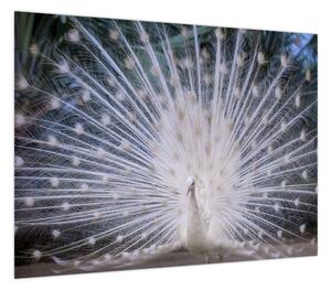 Obraz - Biały paw (70x50 cm)