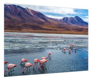 Obraz - Flamingi (70x50 cm)