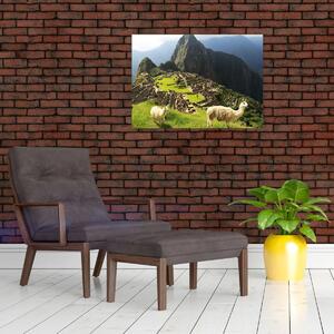 Obraz - Lamy na Machu Picchu (70x50 cm)