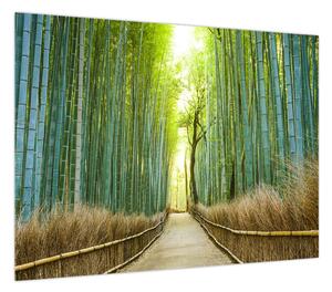 Obraz - Alejka z bambusami (70x50 cm)