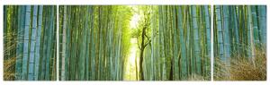 Obraz - Alejka z bambusami (170x50 cm)