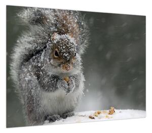 Obraz - Wiewiórka zimą (70x50 cm)