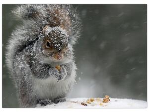 Obraz - Wiewiórka zimą (70x50 cm)