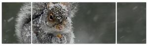Obraz - Wiewiórka zimą (170x50 cm)
