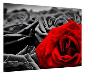 Obraz - Róże (70x50 cm)