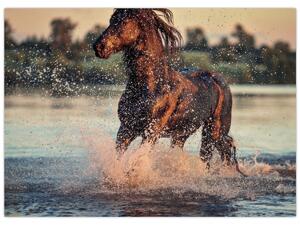 Obraz - Biegnący koń (70x50 cm)