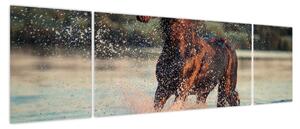 Obraz - Biegnący koń (170x50 cm)