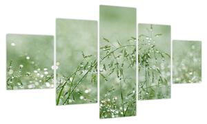 Obraz - Rosa na trawie (125x70 cm)