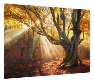 Obraz - Jesienny świt (70x50 cm)