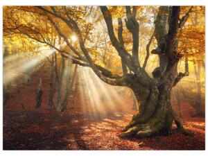 Obraz - Jesienny świt (70x50 cm)