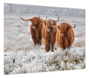 Obraz - Szkockie krowy (70x50 cm)