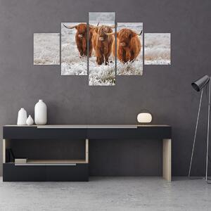 Obraz - Szkockie krowy (125x70 cm)