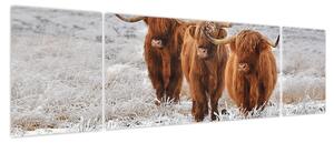 Obraz - Szkockie krowy (170x50 cm)