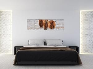 Obraz - Szkockie krowy (170x50 cm)