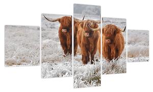 Obraz - Szkockie krowy (125x70 cm)