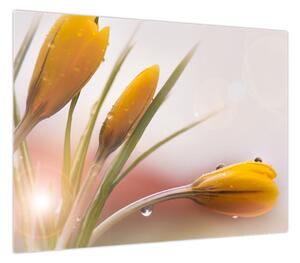 Obraz - Wiosenne kwiaty (70x50 cm)