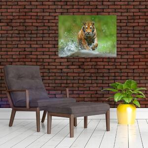 Obraz - Biegnący tygrys (70x50 cm)