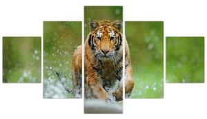 Obraz - Biegnący tygrys (125x70 cm)