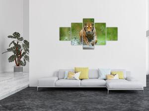 Obraz - Biegnący tygrys (125x70 cm)