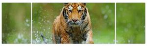 Obraz - Biegnący tygrys (170x50 cm)