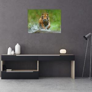 Obraz - Biegnący tygrys (70x50 cm)