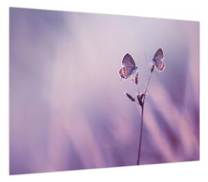 Obraz - Fioletowe motyle (70x50 cm)