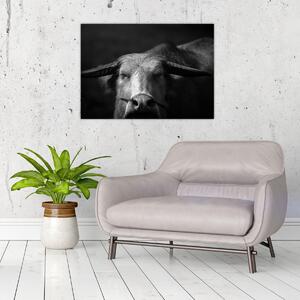 Obraz - Krowa (70x50 cm)