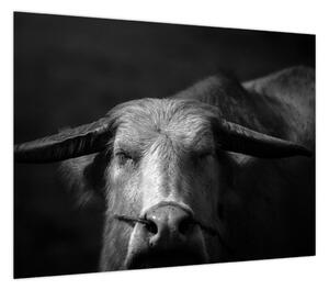 Obraz - Krowa (70x50 cm)