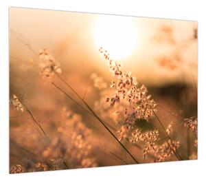 Obraz - Trawa na słońcu (70x50 cm)