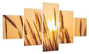 Obraz - Trawa w słońcu (125x70 cm)