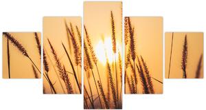 Obraz - Trawa w słońcu (125x70 cm)