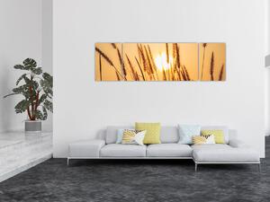Obraz - Trawa w słońcu (170x50 cm)