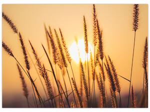 Obraz - Trawa w słońcu (70x50 cm)