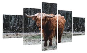 Obraz - Szkocka krowa 2 (125x70 cm)