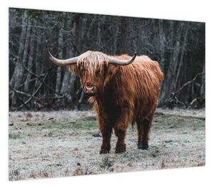 Obraz - Szkocka krowa 2 (70x50 cm)