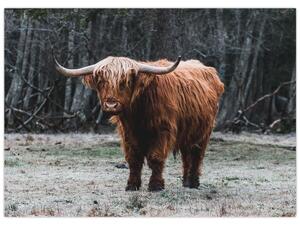 Obraz - Szkocka krowa 2 (70x50 cm)